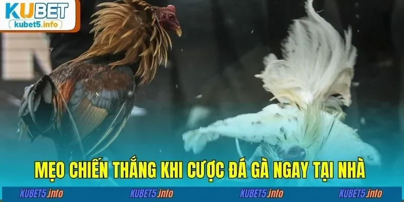 Mẹo chiến thắng khi cược đá gà đơn giản ngay tại nhà&nbsp;